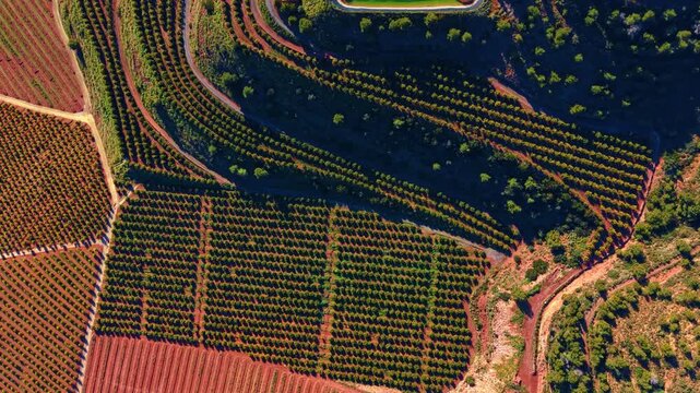 Aerial overhead view of symmetric crop rows and water reservoir. Organized orchard plots, a curved road, and an artificial green pond.