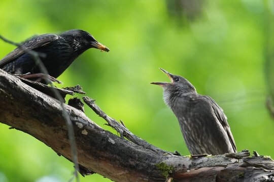 A starling fledgling asks food