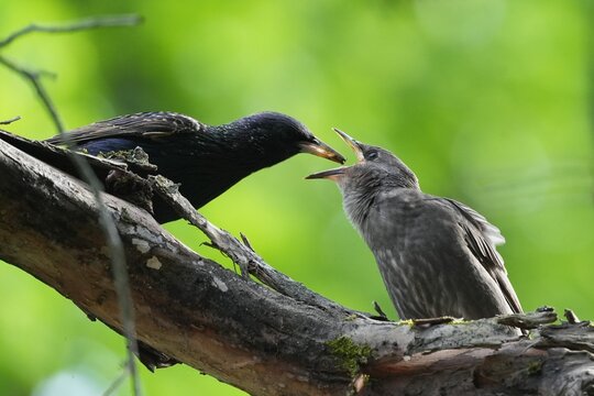 A starling fledgling asks food