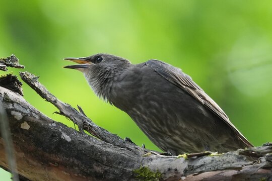A starling fledgling asks food