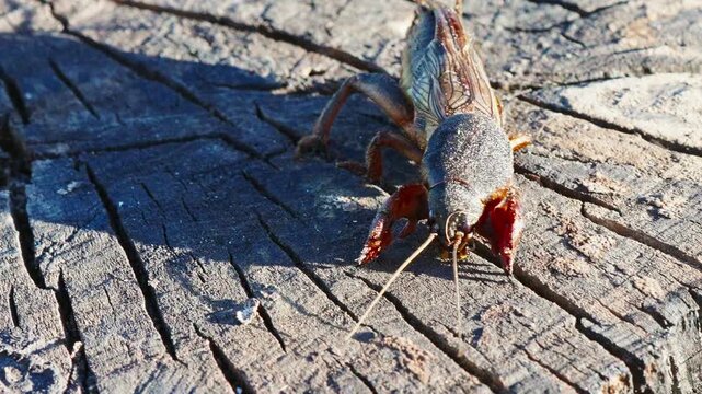 Frontal Macro Close-Up of a Large Mole Cricket on Weathered Wood in Sunlight
