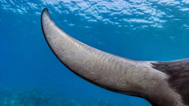 Manta ray's pectoral fin moving through clear blue ocean water.