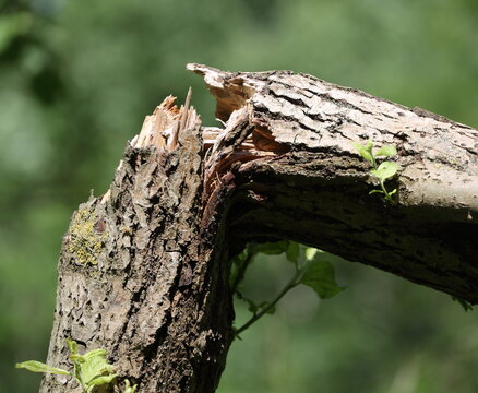 A tree trunk broken by the wind