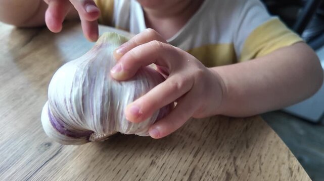 Child holding large garlic bulb close up kid hands exploring fresh organic vegetable healthy food concept
