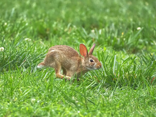 Cute baby bunny cottontail running in a grass field.  © Mark