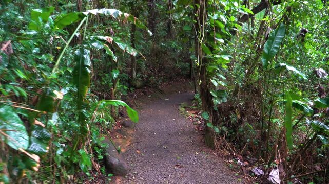 Tropical Rainforest Landscapes in El Yunque National Forest Puerto Rico