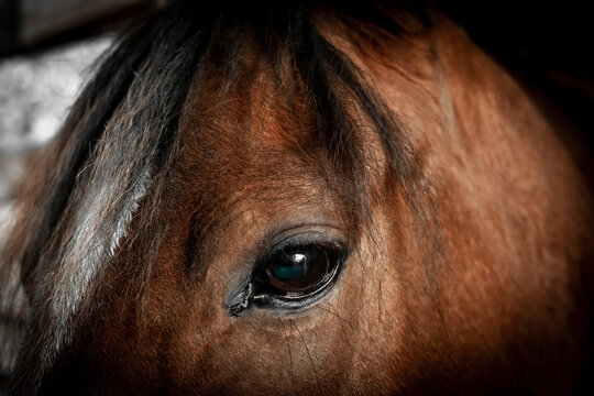 ojo de caballo