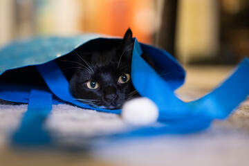 The cat got in the bag © Zachary