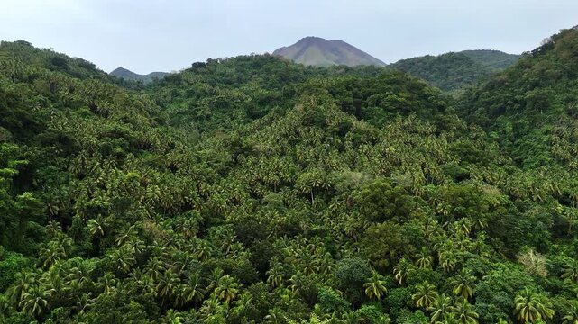 Aerial drone view of a dense tropical forest canopy with coconut and palm trees stretching toward a bare volcanic cone rising under an overcast sky, Irosin, Sorsogon, Philippines.