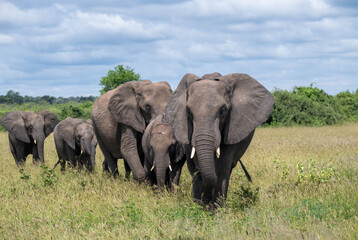 Fototapeta premium A herd of African elephants in a field near the Chobe River, Botswana.