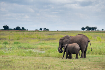 Obraz premium African elephants walking along near shore of the Chobe River.