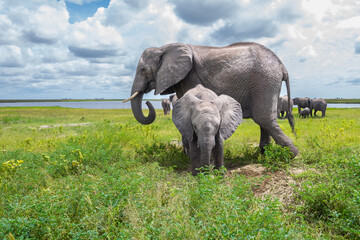 Fototapeta premium African elephant with a calf at a mud hole Chobe National Park