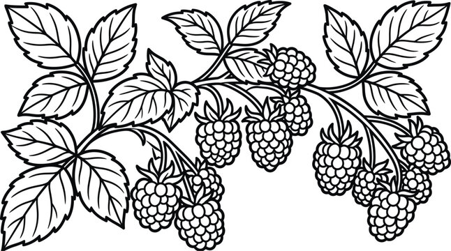 Blackberry branch with leaves and berries. Hand drawn of ripe blackberries a branch with leaves blackberry fruit leaf food
