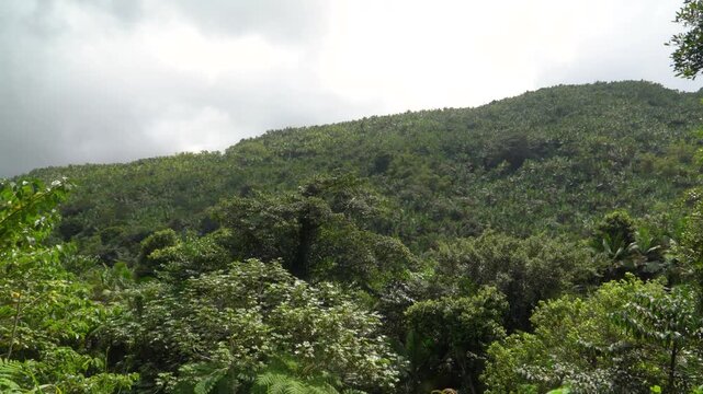 Tropical Rainforest Landscapes in El Yunque National Forest Puerto Rico