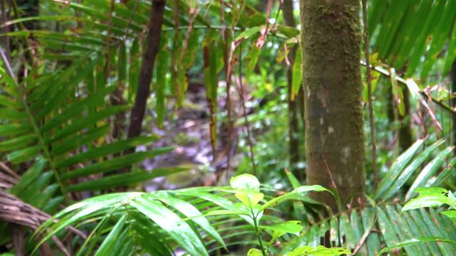 Lush El Yunque Rainforest Hiking Trail in Puerto Rico