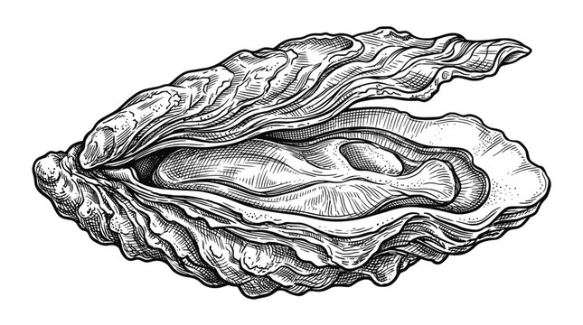 Hand Drawn Oyster Shell Ink Sketch in Vintage Engraved Style