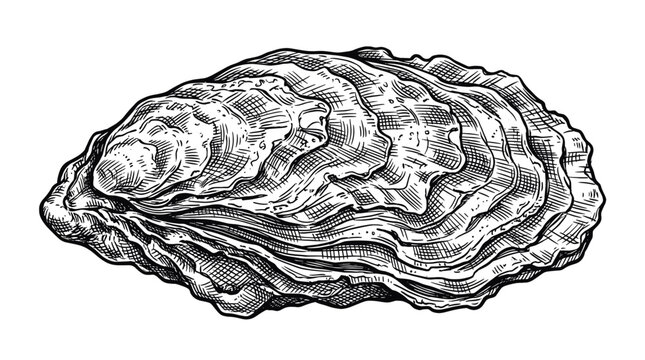 Hand Drawn Oyster Shell Ink Sketch in Vintage Engraved Style