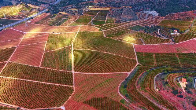 Geometric patterns of citrus orchards on red earth. High angle view of terraced orange tree plantations forming geometric lines on vibrant terracotta soil.