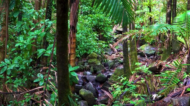 Lush El Yunque Rainforest Hiking Trail in Puerto Rico