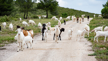 Cabras blancas posiblemente de la raza Andaluza o Serrana. © Menorcaevo