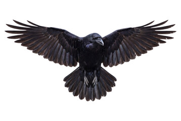 Obraz premium Raven With Wings Spread Detailed Photo On Transparent Background