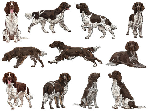 German Longhaired Pointer dog 11 profile poses collection illustration
