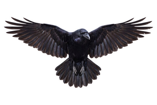 Raven With Wings Spread Detailed Photo On Transparent Background