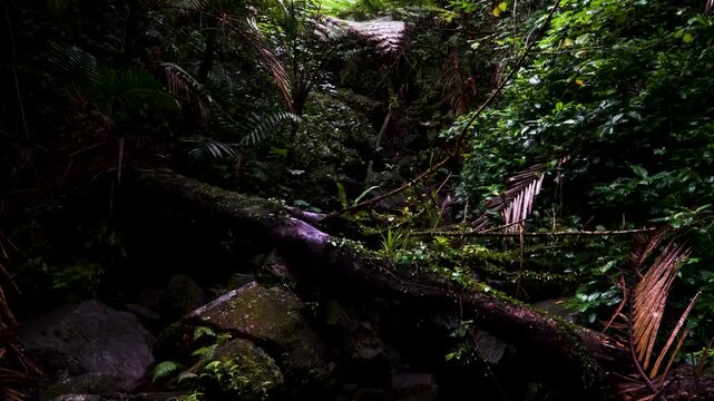 Lush El Yunque Rainforest Hiking Trail in Puerto Rico