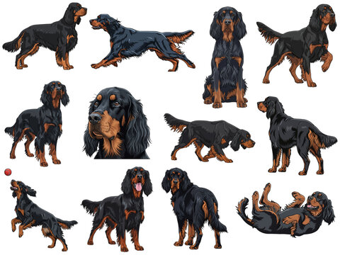 Gordon Setter Dog 12 profile poses collection vector illustration