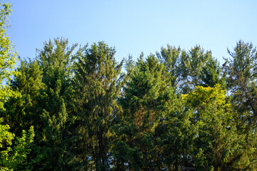 Fototapeta premium trees in the forest