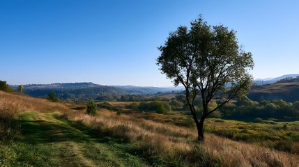Fototapeta premium A serene landscape view featuring a solitary tree standing in a vast sunlit grassy field under a clear sky