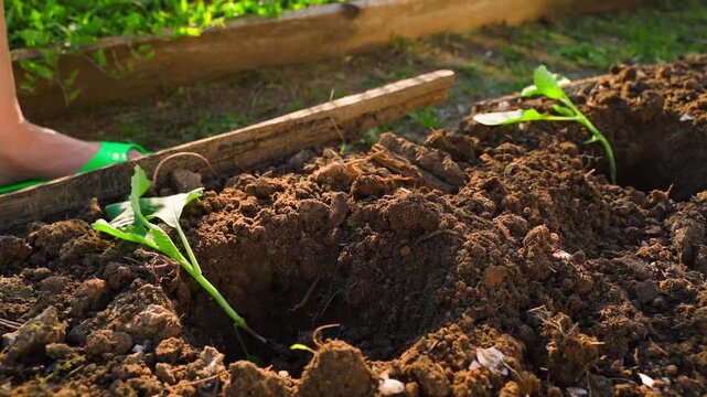 Placing white cabbage seedling into hole in garden bed on sunny day close-up