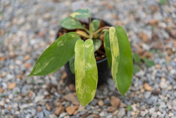  Philodendron Florida beautyx mayoi x spider  © rukawajung