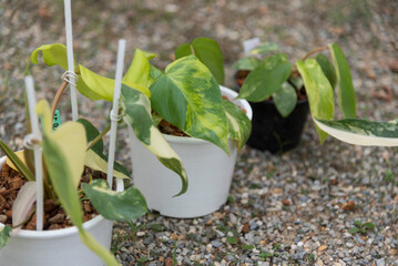  Philodendron Florida beautyx mayoi x spider  © rukawajung