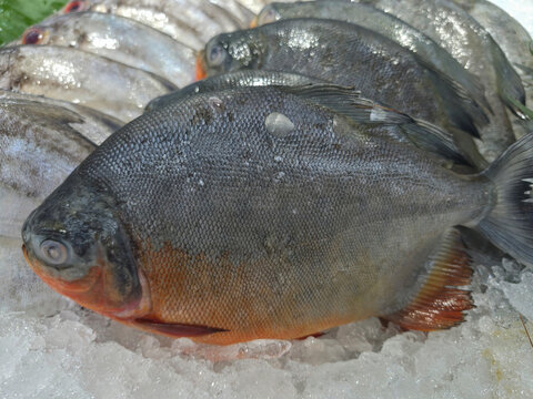 Freshly Caught Red Bellied Pacu Fish on Ice Display.