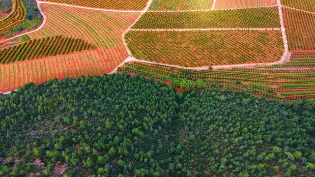 Agricultural orange fields bordering lush green forest. Drone landscape showing geometric citrus rows adjacent to dense natural pine forest on red ground.