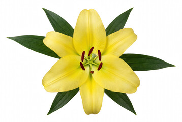 Fototapeta premium Vibrant Yellow Lily Flower with Green Leaves