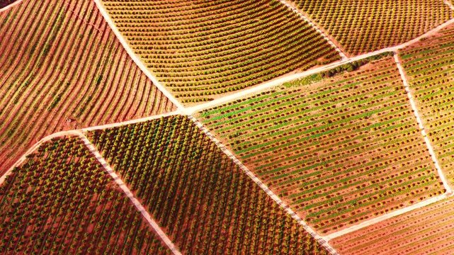Aerial view of geometric citrus orchard plantation rows. Top down aerial drone shot of organized agricultural orange fruit tree rows with red terracotta soil and farm roads.