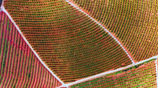 Curved rows of citrus orchard tree plantation from above. Aerial drone shot displaying curved lines of an orange tree orchard growing in bright terracotta colored soil.