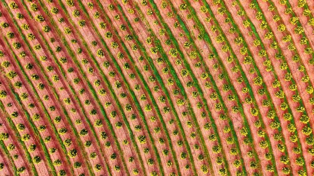Parallel diagonal rows of agricultural citrus orchard plantation. Straight top down aerial view of parallel diagonal lines of orange trees cultivated in vibrant red clay soil.