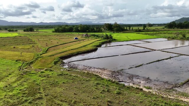 Aerial drone view of flooded paddy seedbeds alongside green rice fields with a small hut and blue tent visible, and forested mountains in the distance, Bato, Taytay, Palawan, Philippines.