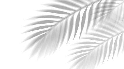 Overlay shadow effect of realistic tropical palm leaves on transparent background. Black and white coconut leaf blur shadow overlay summer decorative element design. Vector illustration. © LionStudio