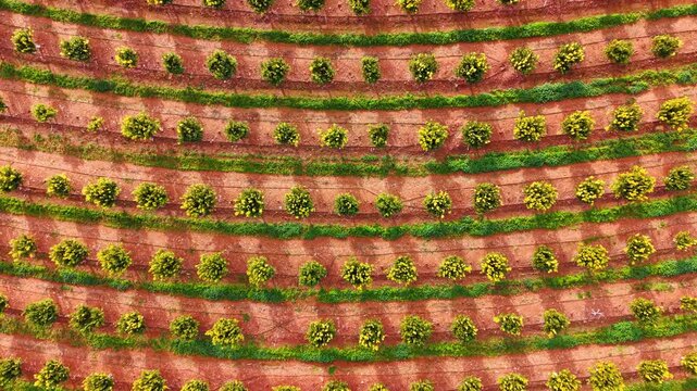 Symmetric abstract background of orange tree orchard pattern. Top down abstract aerial background of perfect green citrus tree dots in parallel curved rows on red earth.