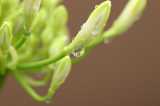 雨上がりの水滴に映る世界 自然のマクロ風景 / World Reflected in Raindrops After Rain Nature Macro Photography