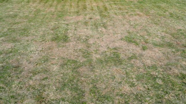 Lawn with yellow patches after winter dead dry grass in spring