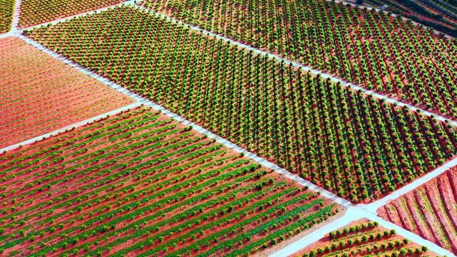 Diagonal lines of green citrus orchard fields from drone. High angle aerial view of large orange tree plantation fields separated by paths on red terracotta ground.