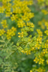 Fototapeta premium A close up shot focusing on a large green inflated seed pod hanging from a bladder senna branch surrounded by lush foliage - latin name - Colutea arborescens
