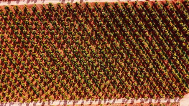 High angle abstract texture of dense orange tree grove. Abstract geometric grid pattern of citrus tree rows casting shadows on bright red agricultural soil.