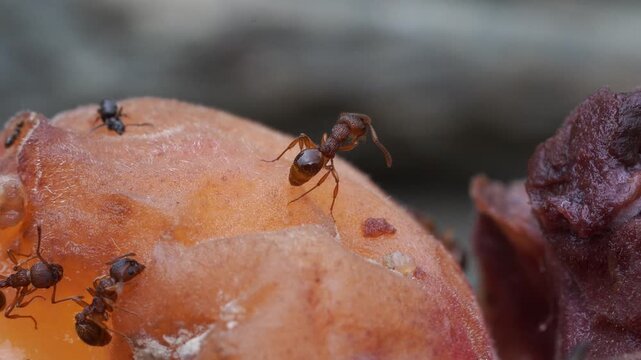An ant cleaning its palps while standing on rotten fruit (macro).