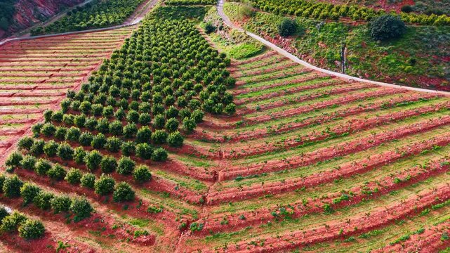 Terraced citrus orchard plantation on hilly red terrain. Elevated wide angle shot of a terraced orange tree plantation on a hillside with red soil and distant hills.